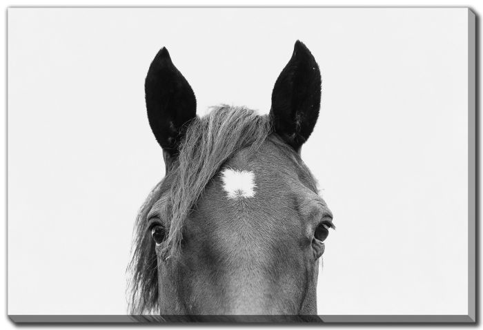 Peeking Horse