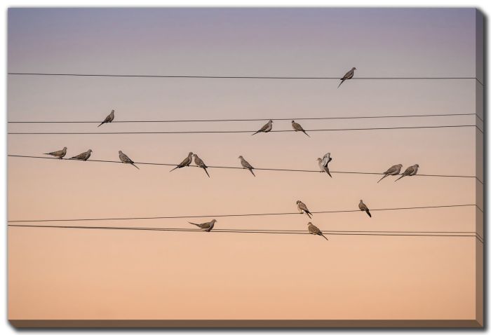 Music of Light
