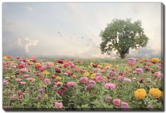Zinnia Field