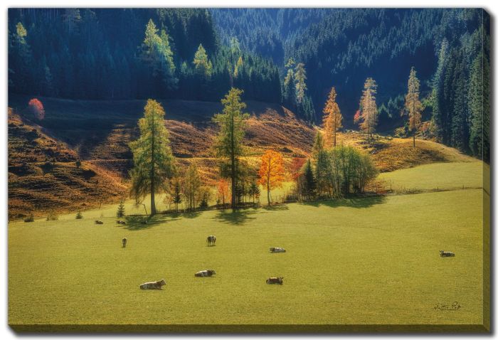 Peaceful Nature