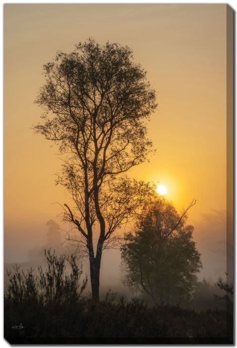 Foggy Sunrise