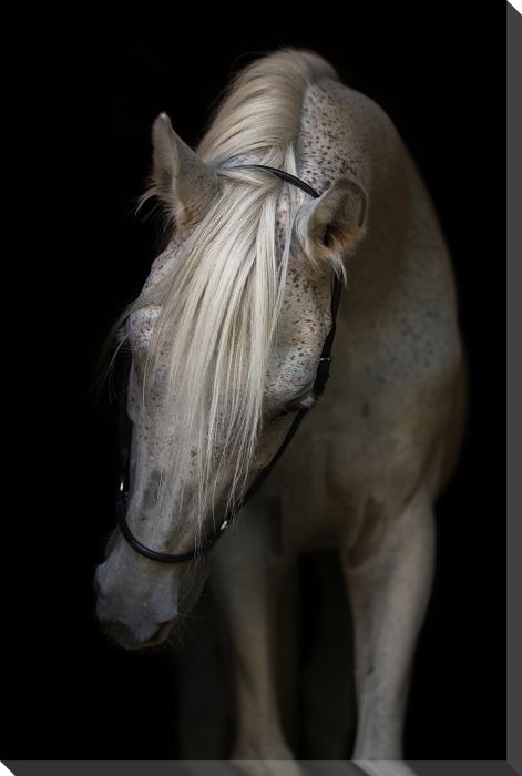 Arabian Stallion