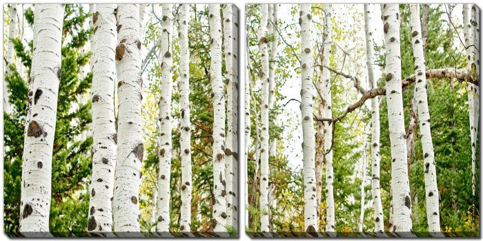 Birch Forest Panel