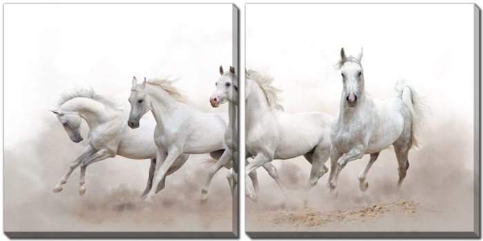 Arabian Horses