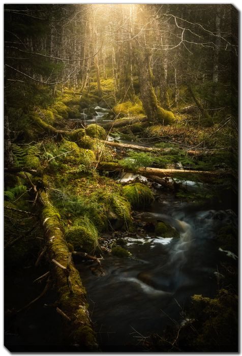 Mossy Rocks Old Growth Forest