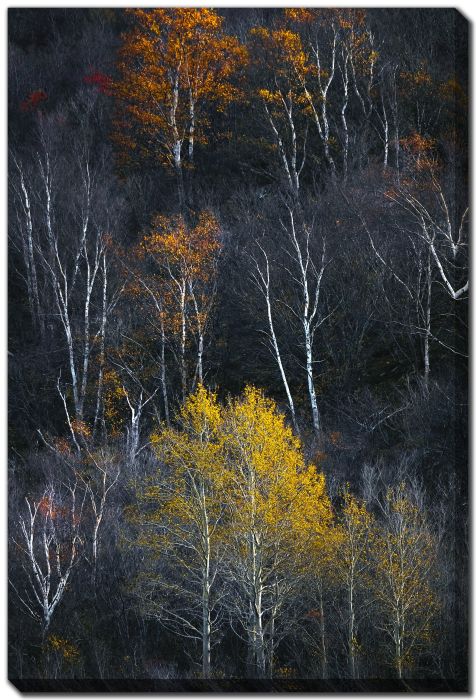 Mountain Birch Autumn 2