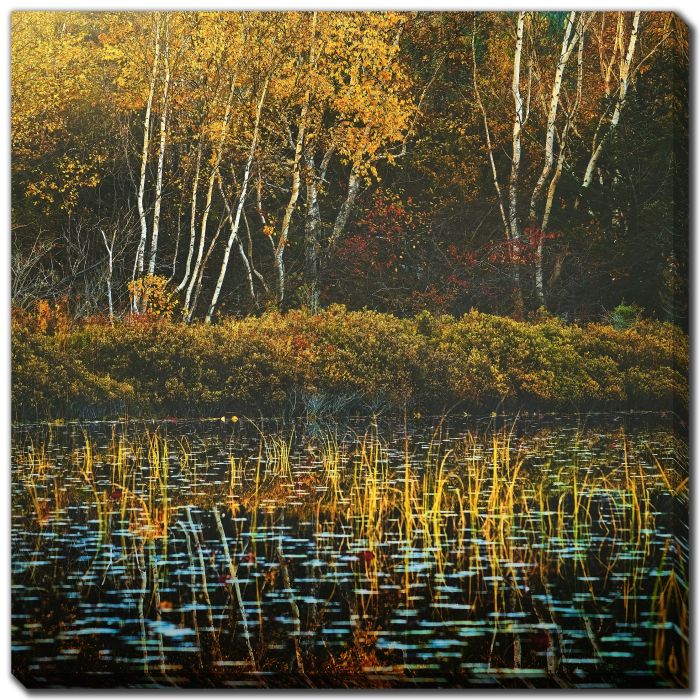 Birch Shoreline Lilly Pond