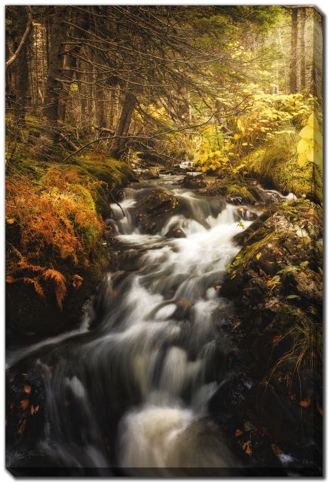 Brown Ferns Yellow Leaves Stream