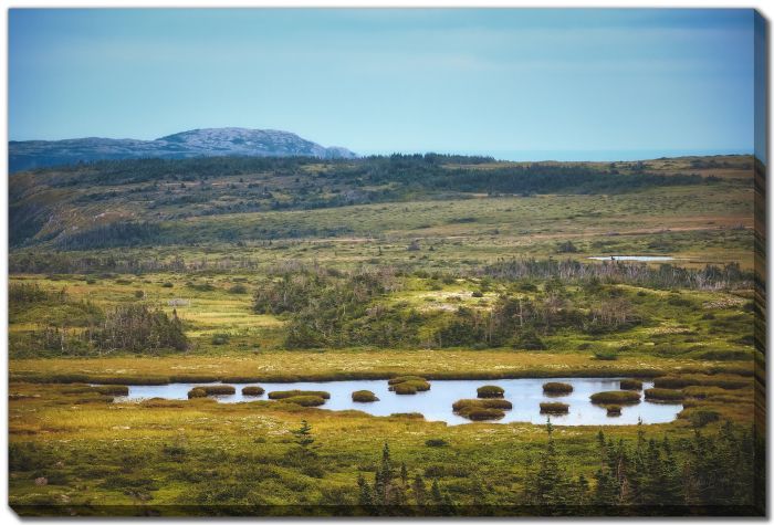 Trees  Bog Pond Ocean 