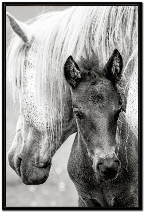 The Foal