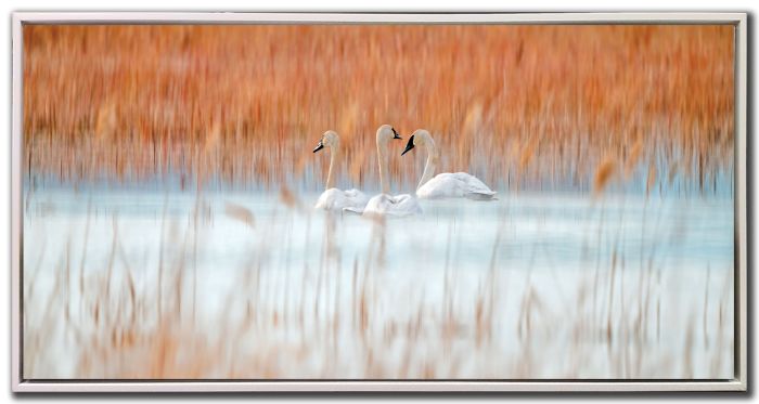 Three White Swans