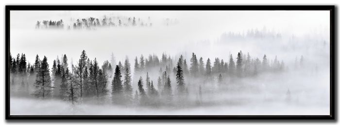Foggy Forest