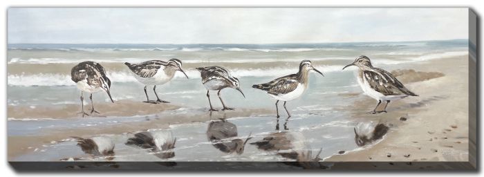 Shorebirds