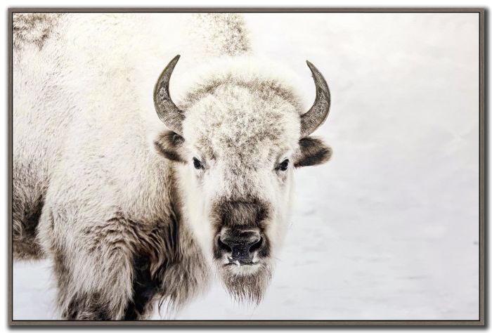 Prairie Watch