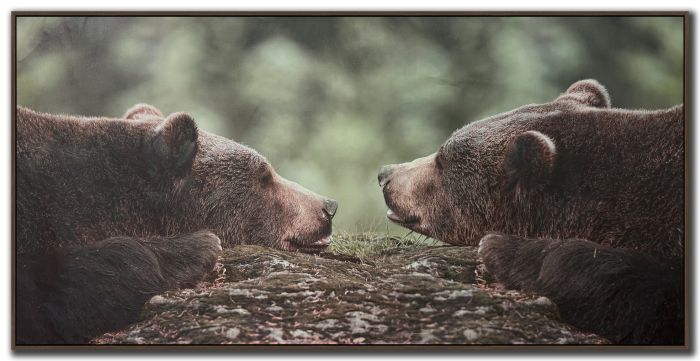Grizzly Gaze
