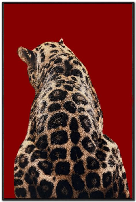 Wild Luxe II
