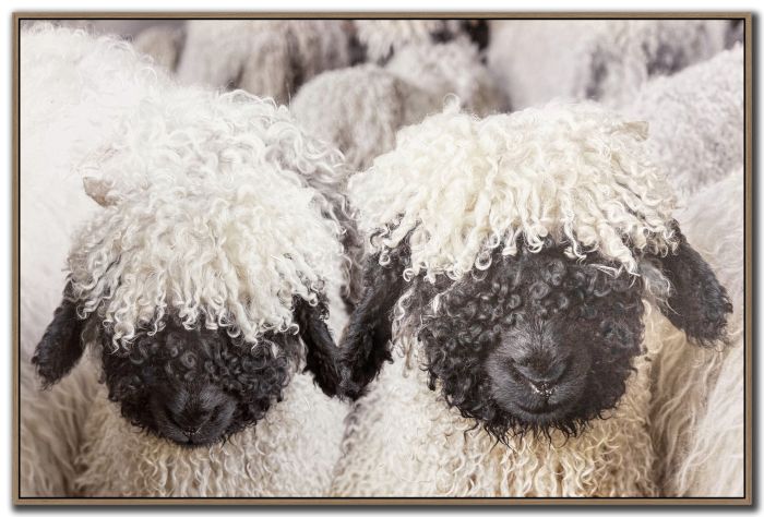 Woolly Companions