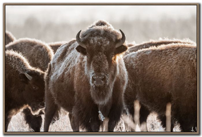 Frontier Leader