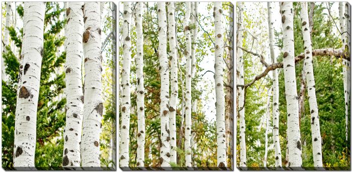Birch Forest Panel