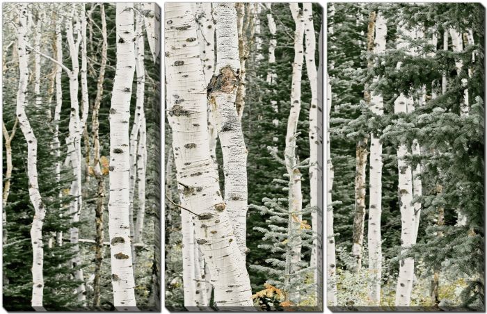 Birch Forest