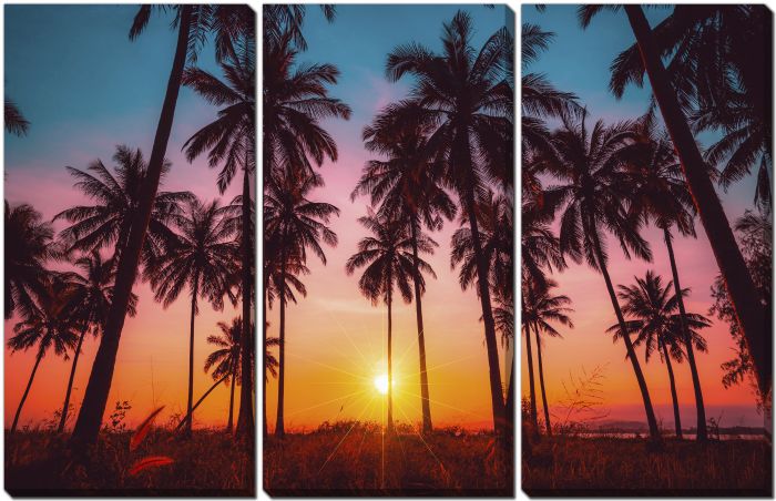 Coconut Palm Trees