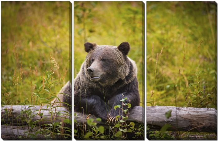 Grizzly Bear Banff