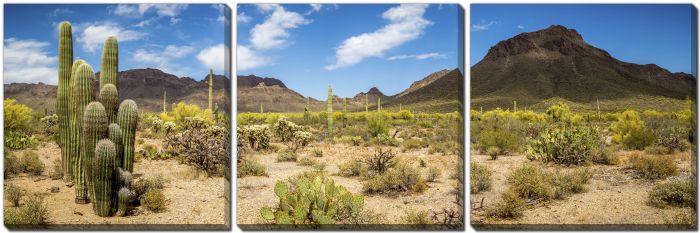 Arizona Desert