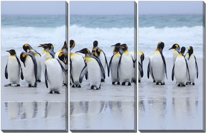 King Penguins