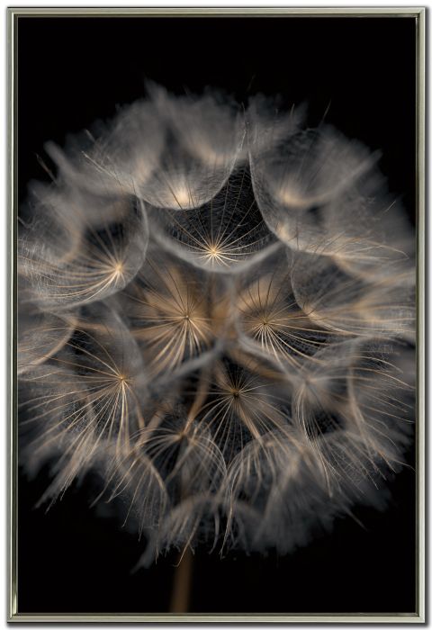 Fragile Beauty