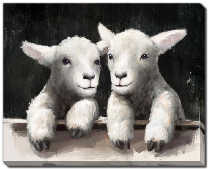 Cute Lambs