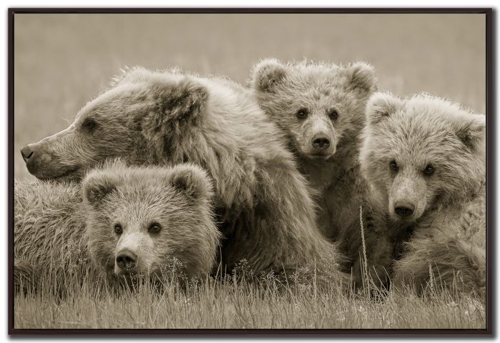 Bear Huddle