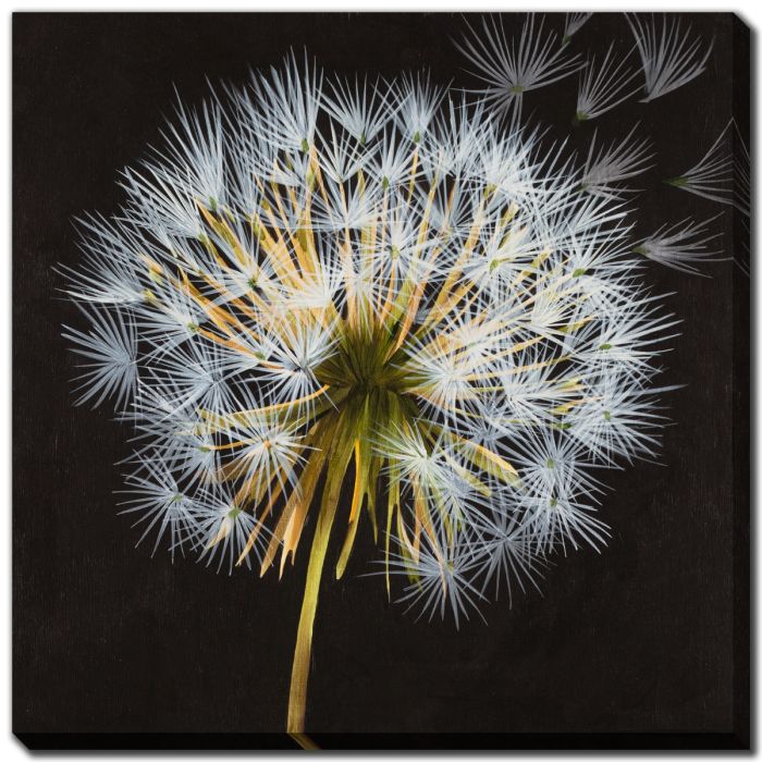 Make A Wish I